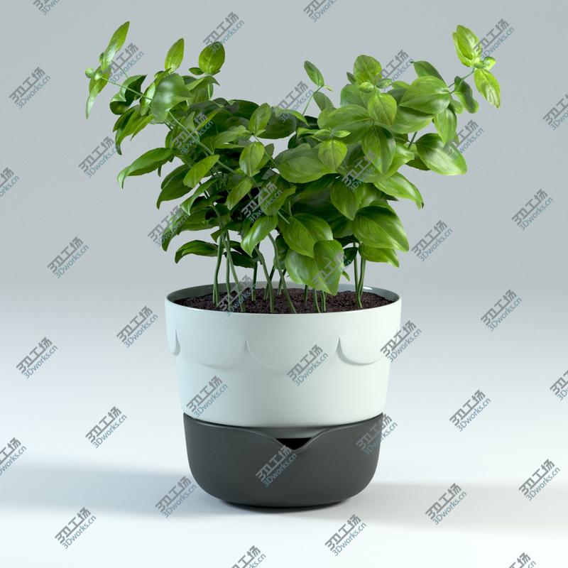 images/goods_img/20210313/Spice Herbs Collection/4.jpg
